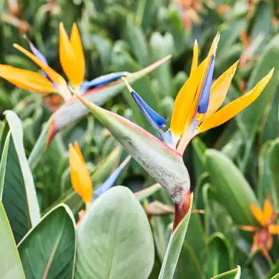 Strelitzia: alles ber die Pflege dieser Pflanze | Nieuwkoop Europe