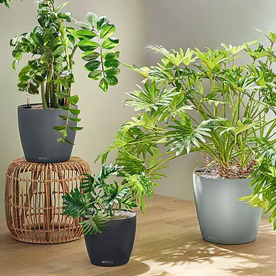 Lechuza Classico Color Eco