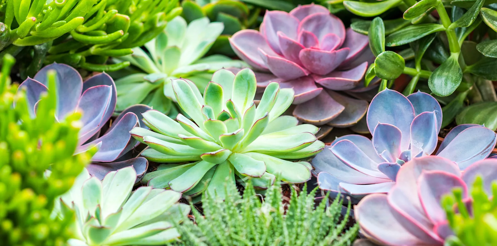 Cactus category banner