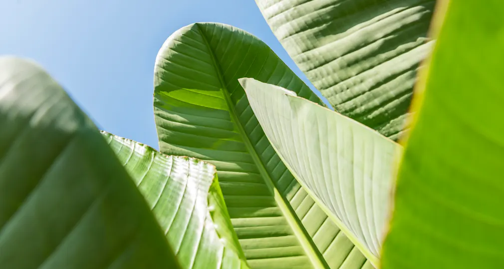 homepagebanner groot tuin en terras Strelitzia