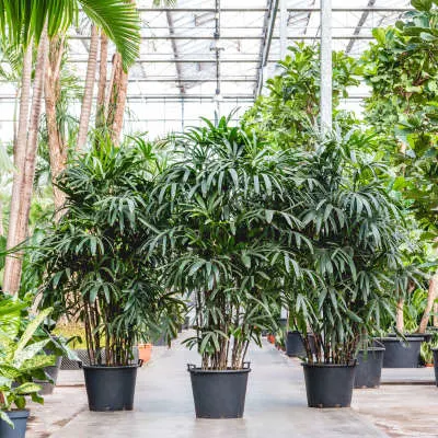 Schaduwplanten: Rhapis excelsa