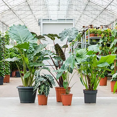 Alocasia parade