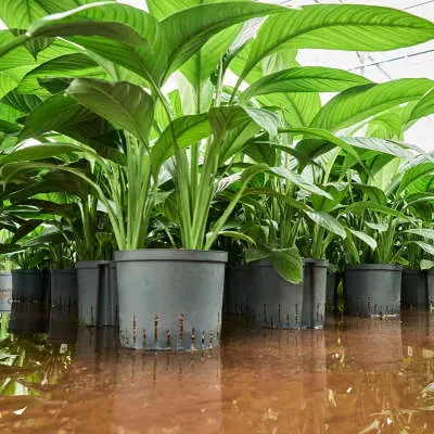 Spathiphyllum 2