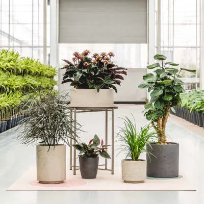 pottery pots rough klein