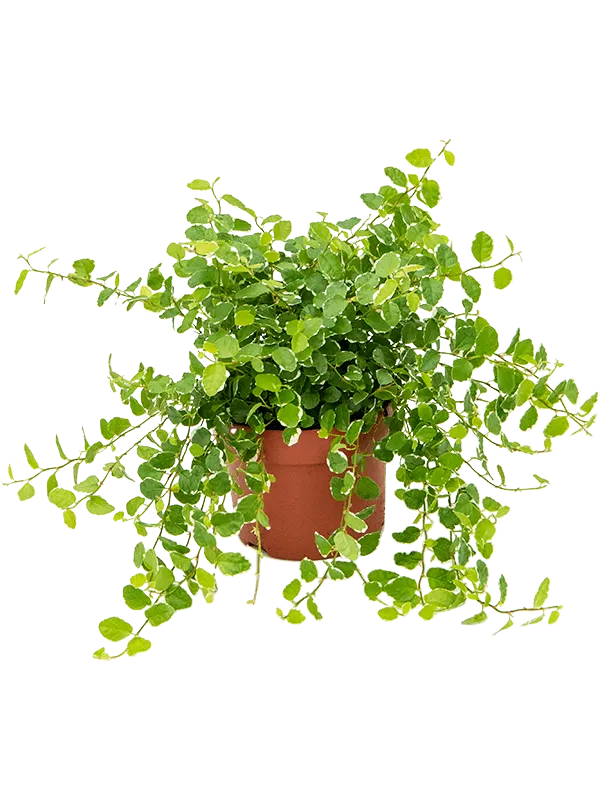 Ficus pumila (repens)