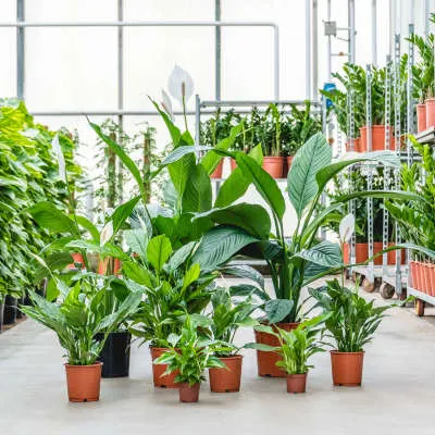 Spathiphyllum mix