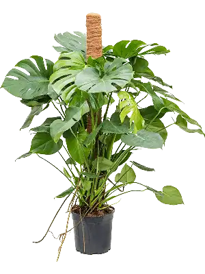 Zo wordt de Monstera graag verzorgd | Nieuwkoop Europe