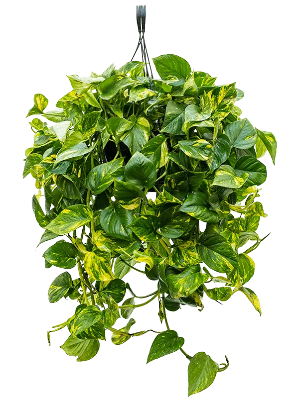 Scindapsus -Aureum