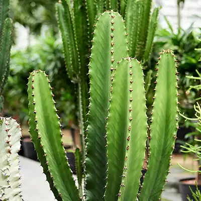 This is how Euphorbia or Spurge likes to be cared for. | Nieuwkoop Europe