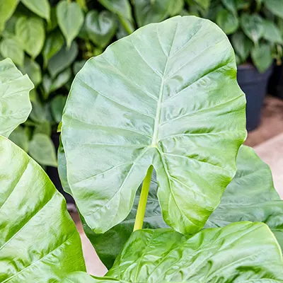 Alocasia blad