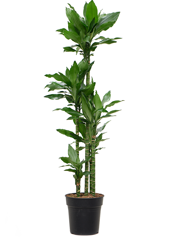 Dracaena 