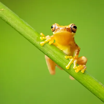 Adopteer Regenwoud gele kikker