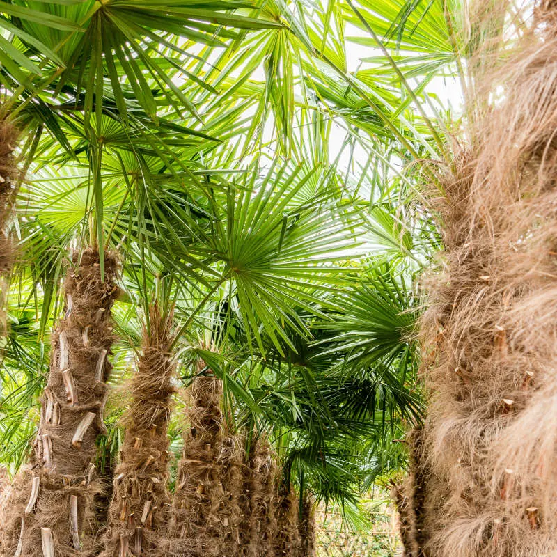 Trachycarpus fortunei