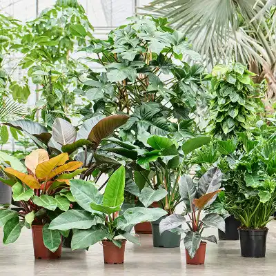flower philodendron Philodendron Emerald Red in Trellis Exotic Vining Plants