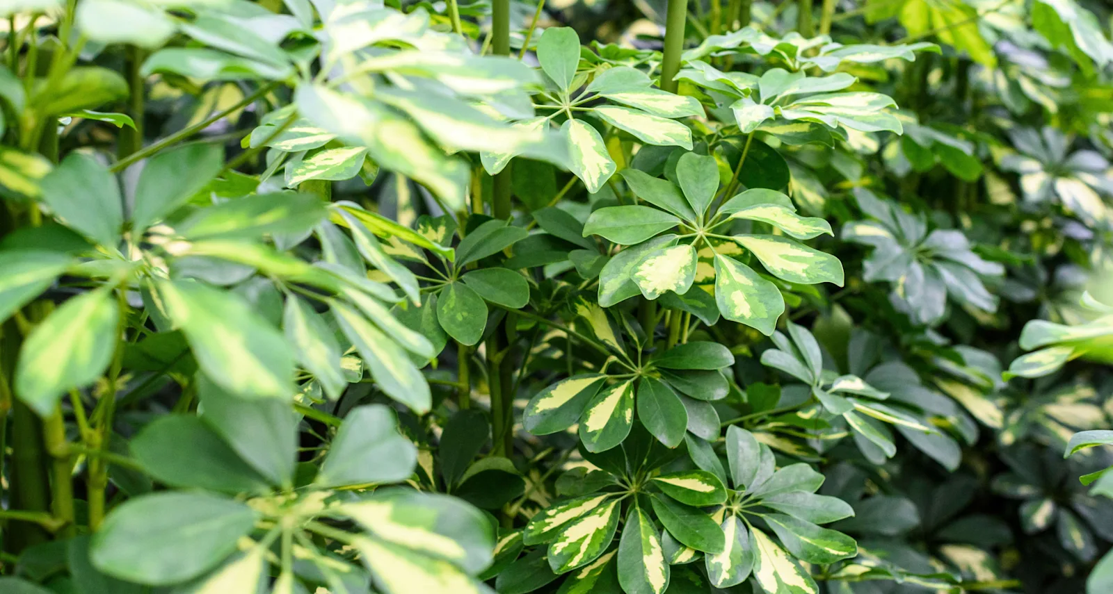 Schefflera category banner