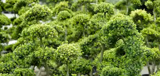 Bomen & Heesters image