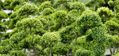 Bomen & Heesters image