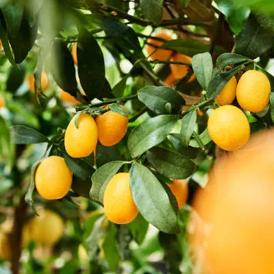Citrus (Citrofortunella) kumquat 