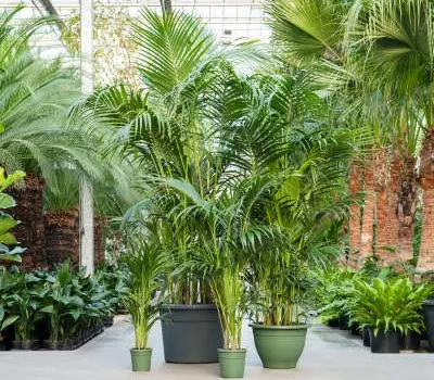 Schaduwplanten: Kentia howea