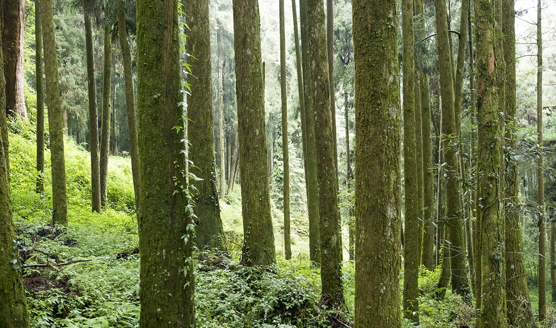 Taiwan Cooperative Farm—Taidong, Tajwan