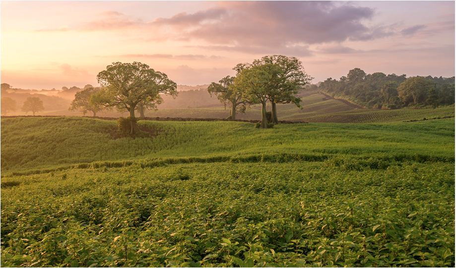 Amarce Drops - Llego a Colombia Aceite Esencial de VAINILLA 🥰  #aceitesesenciales #younglivingcolombia