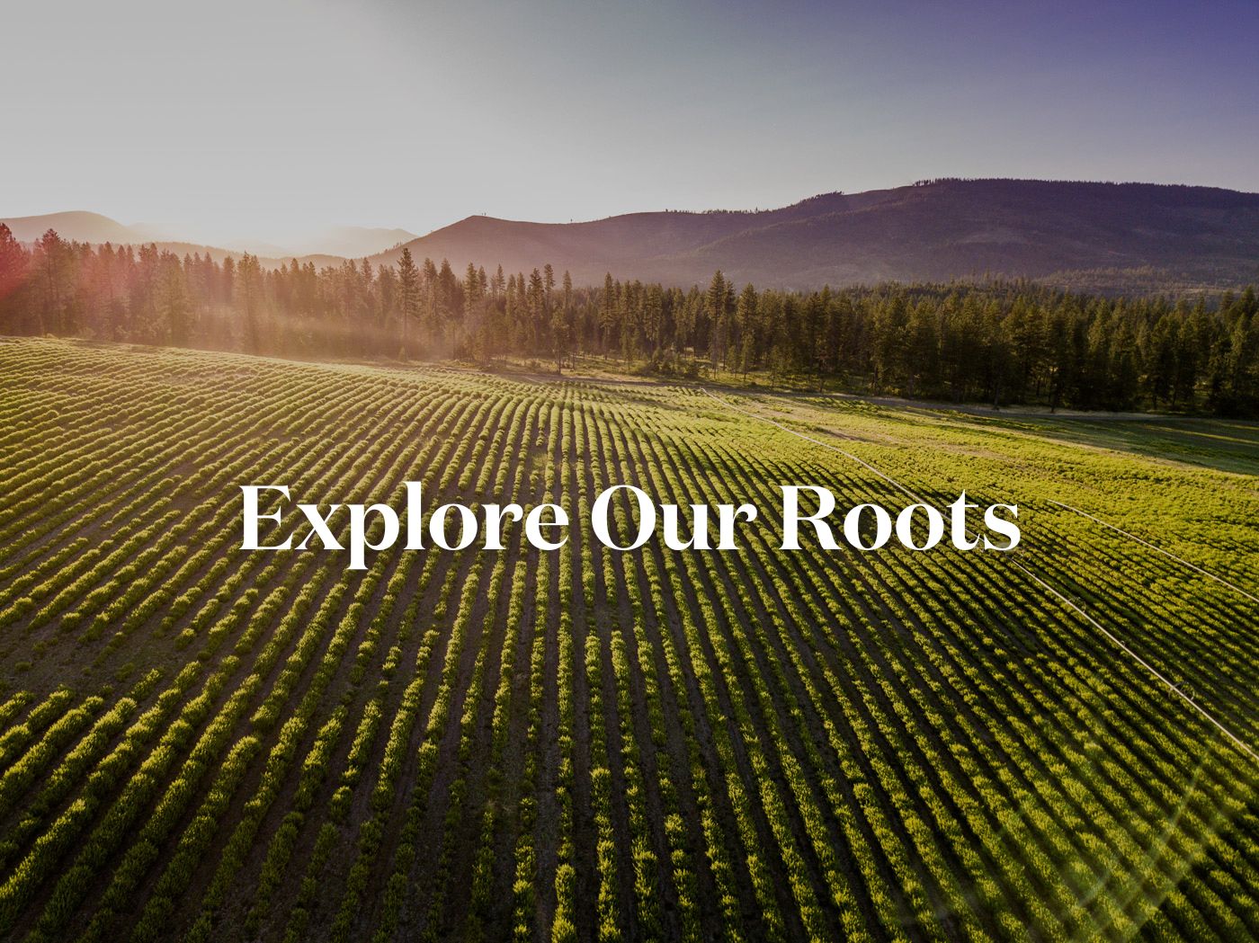 Your image description