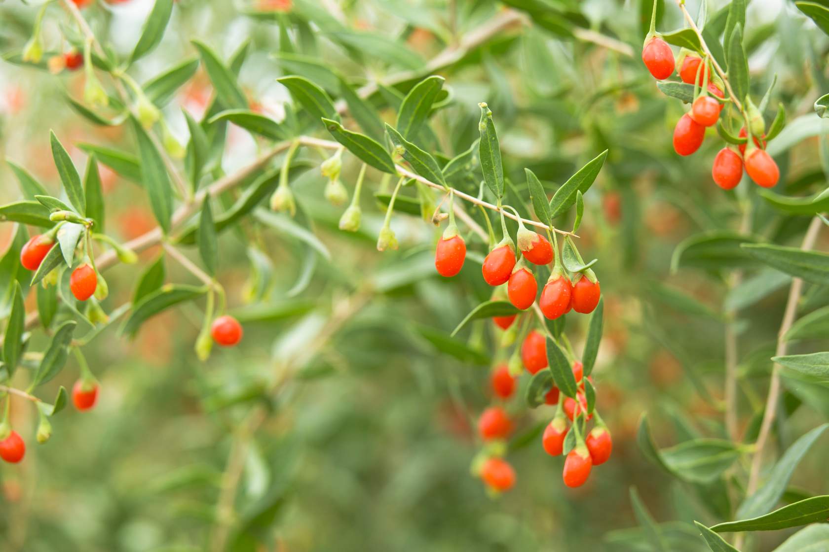 Bayas de Goji