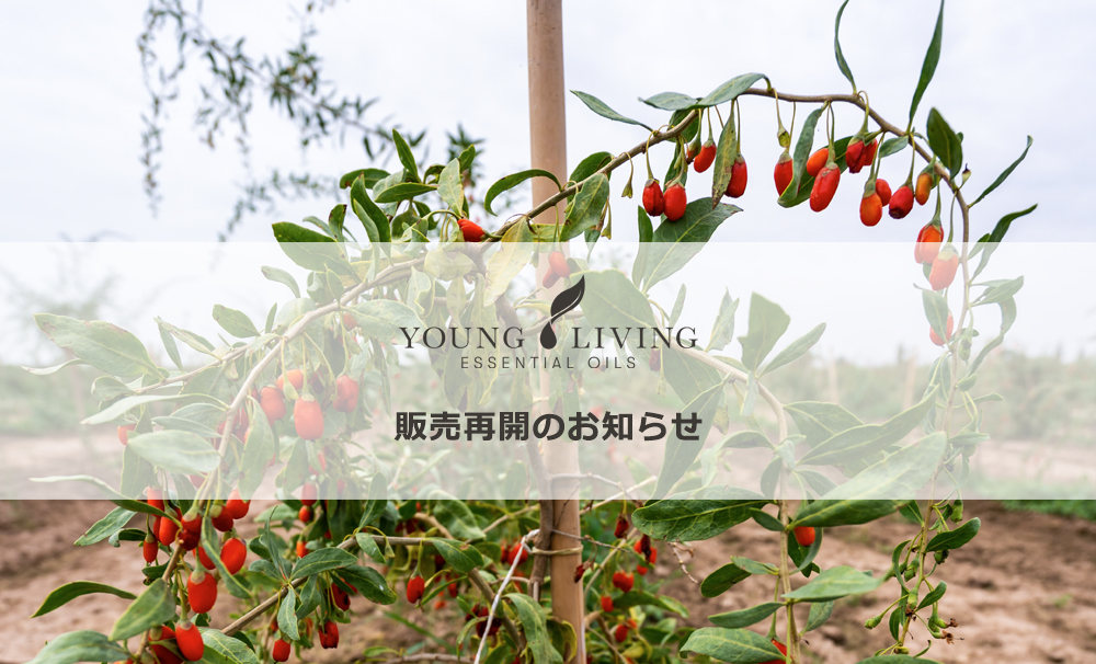 販売再開のお知らせ | ヤング・リヴィング精油 | Young Living