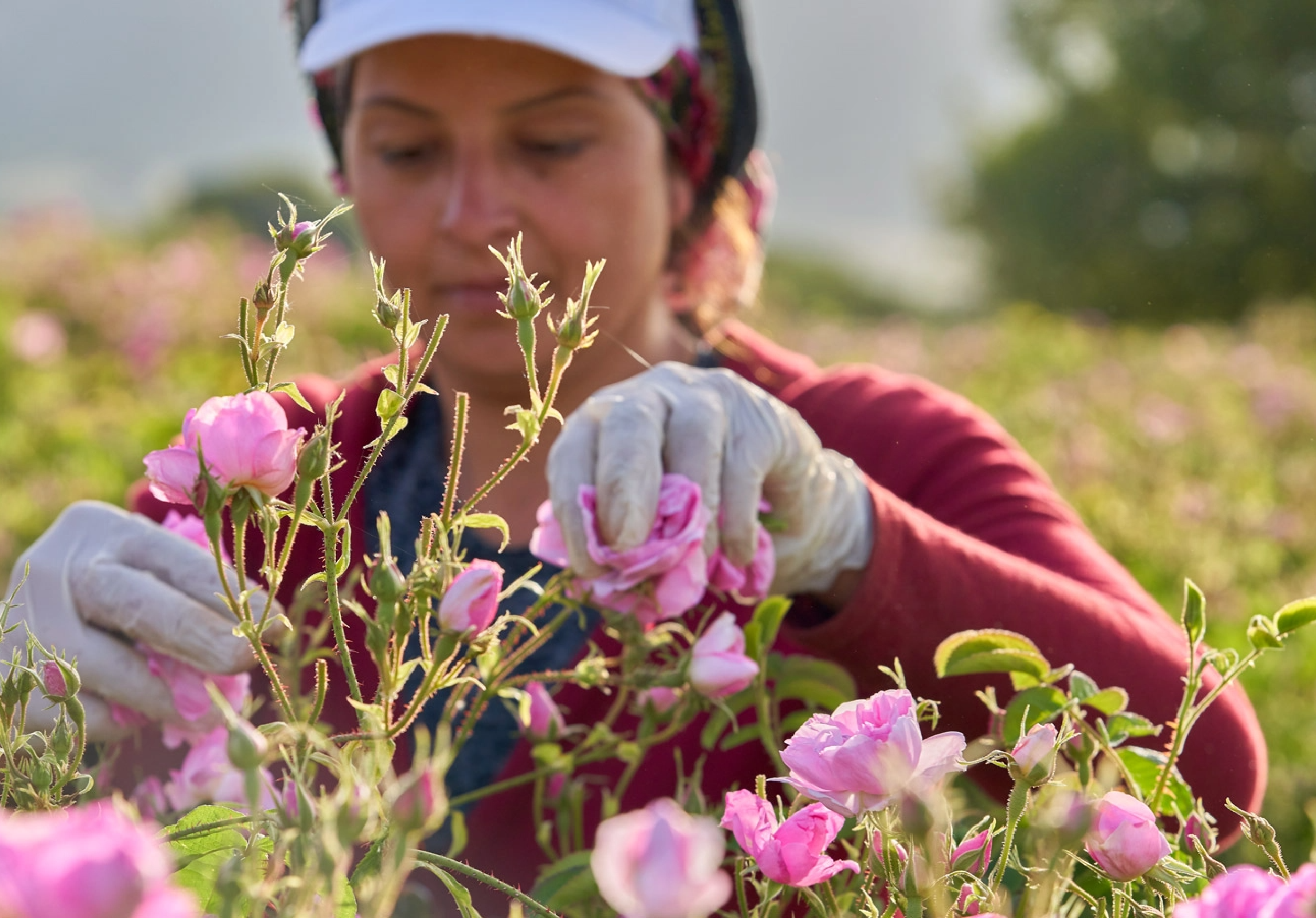 Femeie culegând flori dintr-o plantație.