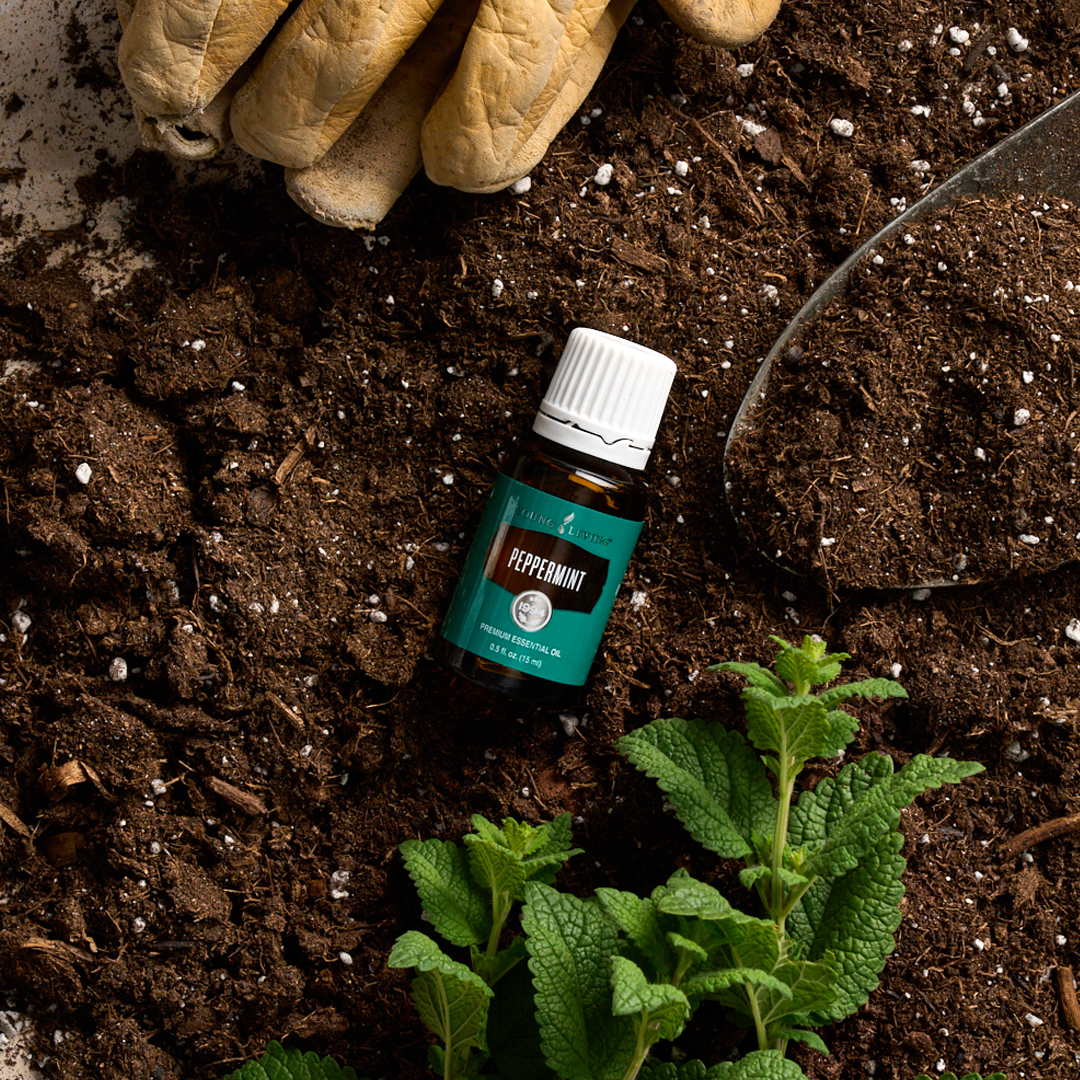 Peppermint essential oil, part of July 2025 Gift With Purchase from Young Living Essential Oils