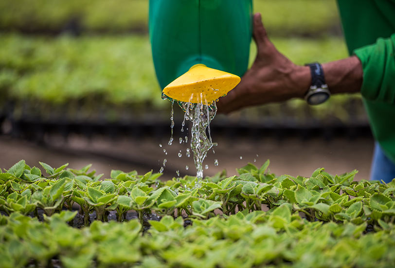 Watering plants with a green jug