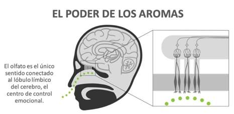 Infográfico el Poder del Aroma