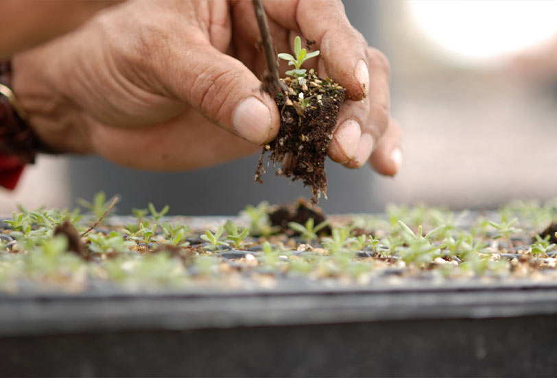 Hand pulling a plant out of a sample