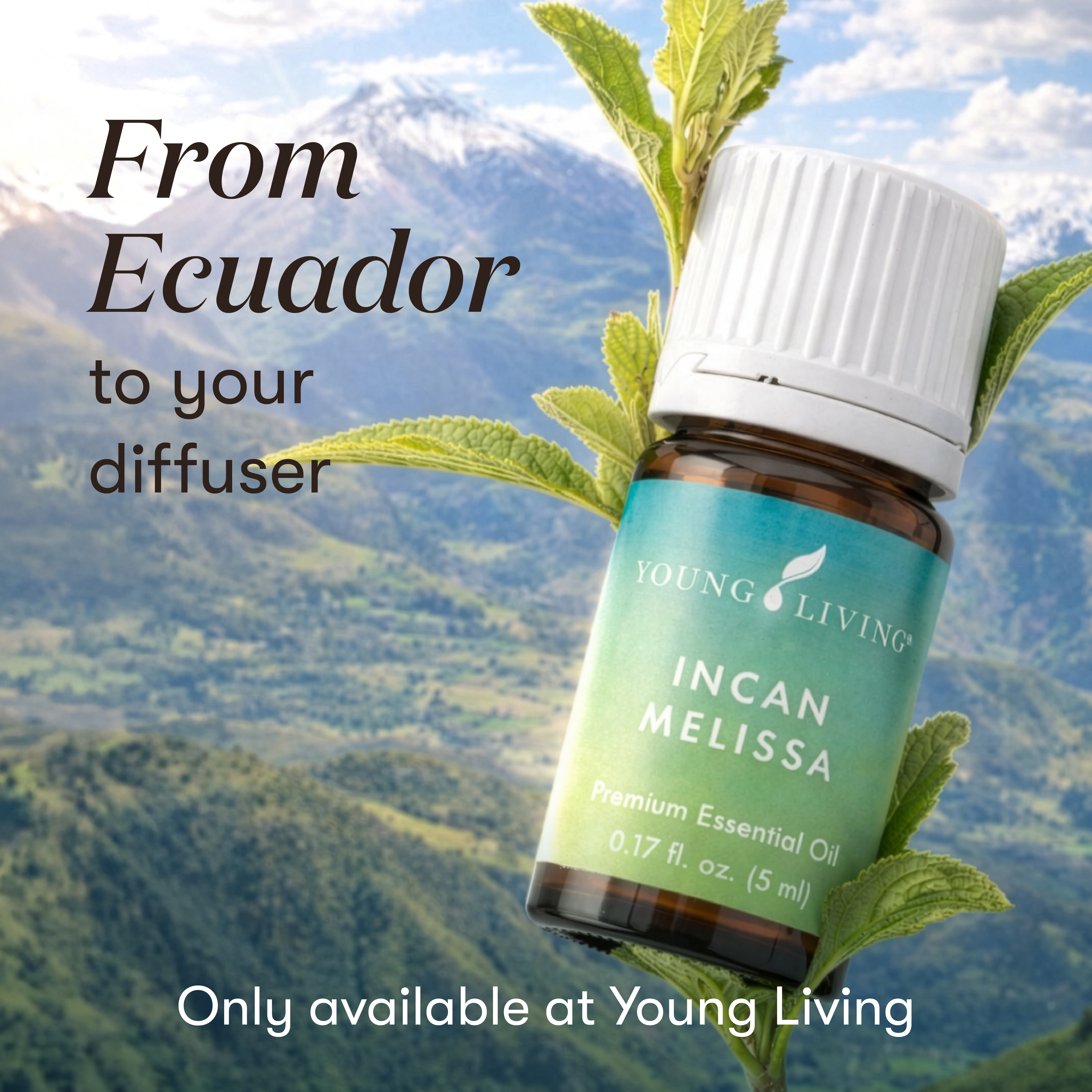 Incan Melissa essential oil | Young Living Essential Oils