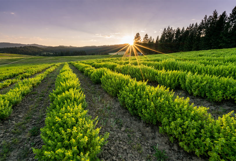 Sunset over a green farm