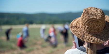 Helichrysum Seed to Seal 2017