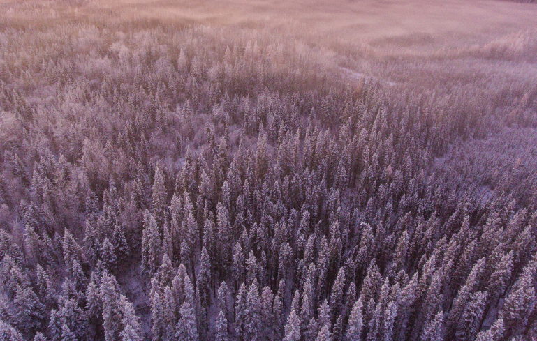 Shows a picture of a snowcapped forest of White Spruce trees
