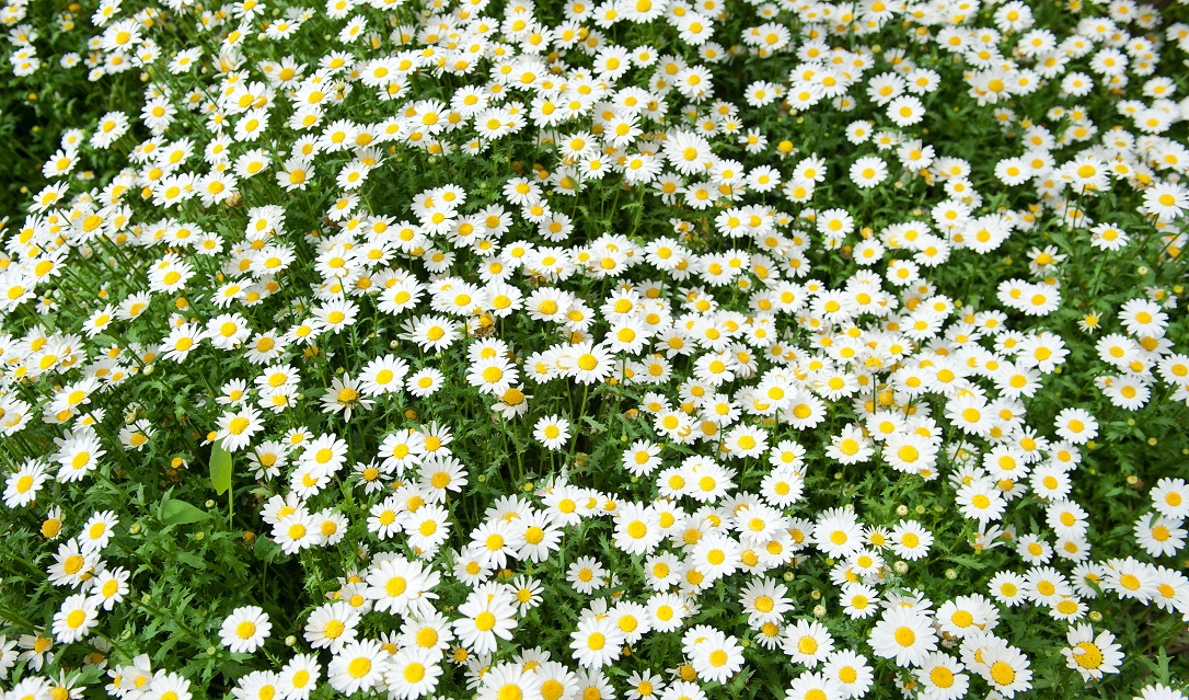 Balkan Botanical Farm