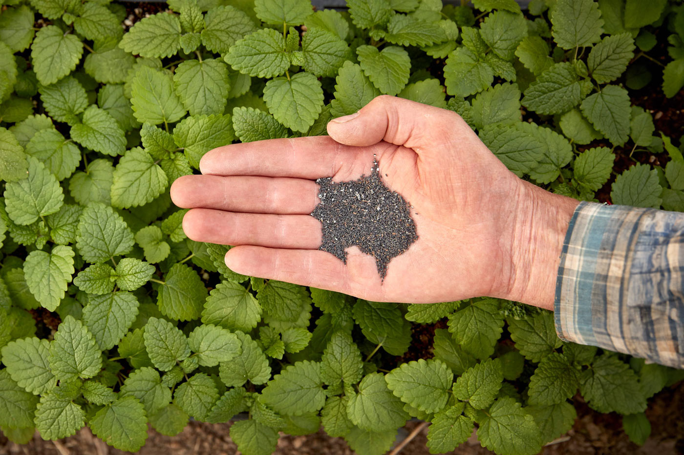 Hand with mint leaves and seeds in their palm