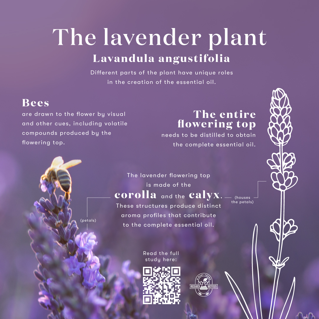Lavender Essential Oil