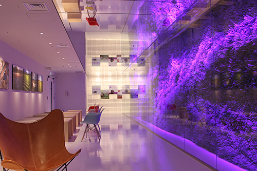 Young Living Япония