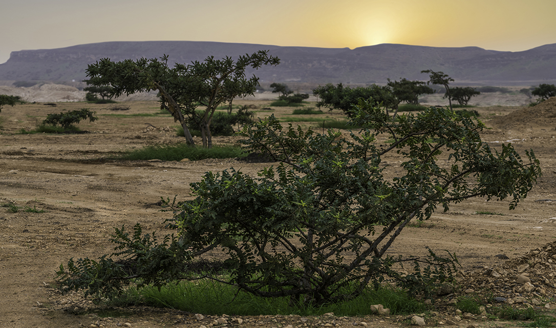 Destilerija arapskog tamjana Arabian Frankincense – Muscat, Oman