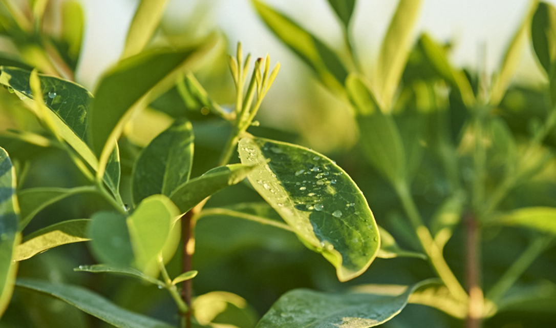 Quintis Sandalwood Farm—Perth, Australia