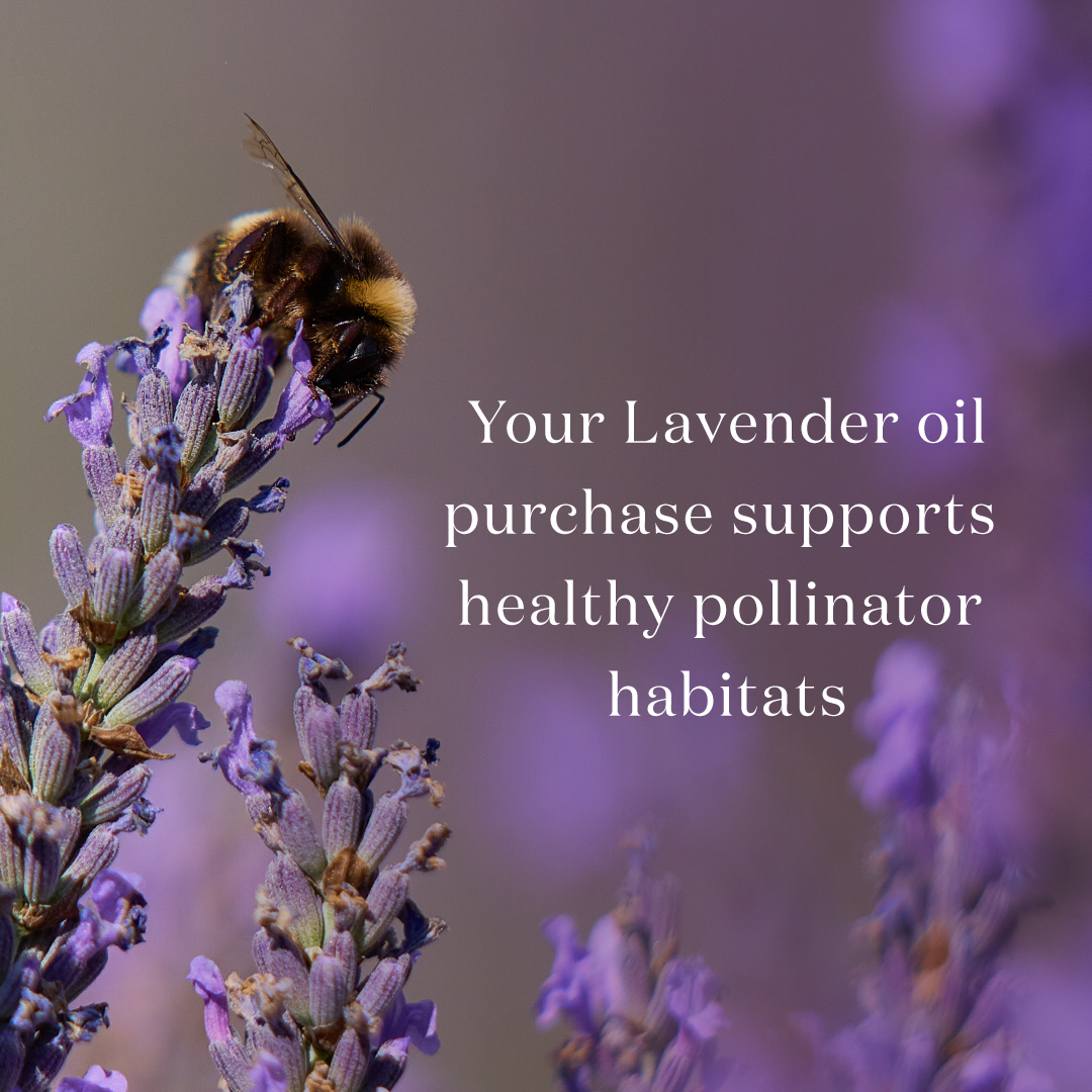 Your Lavender oil purchase supports healthy pollinator habitats