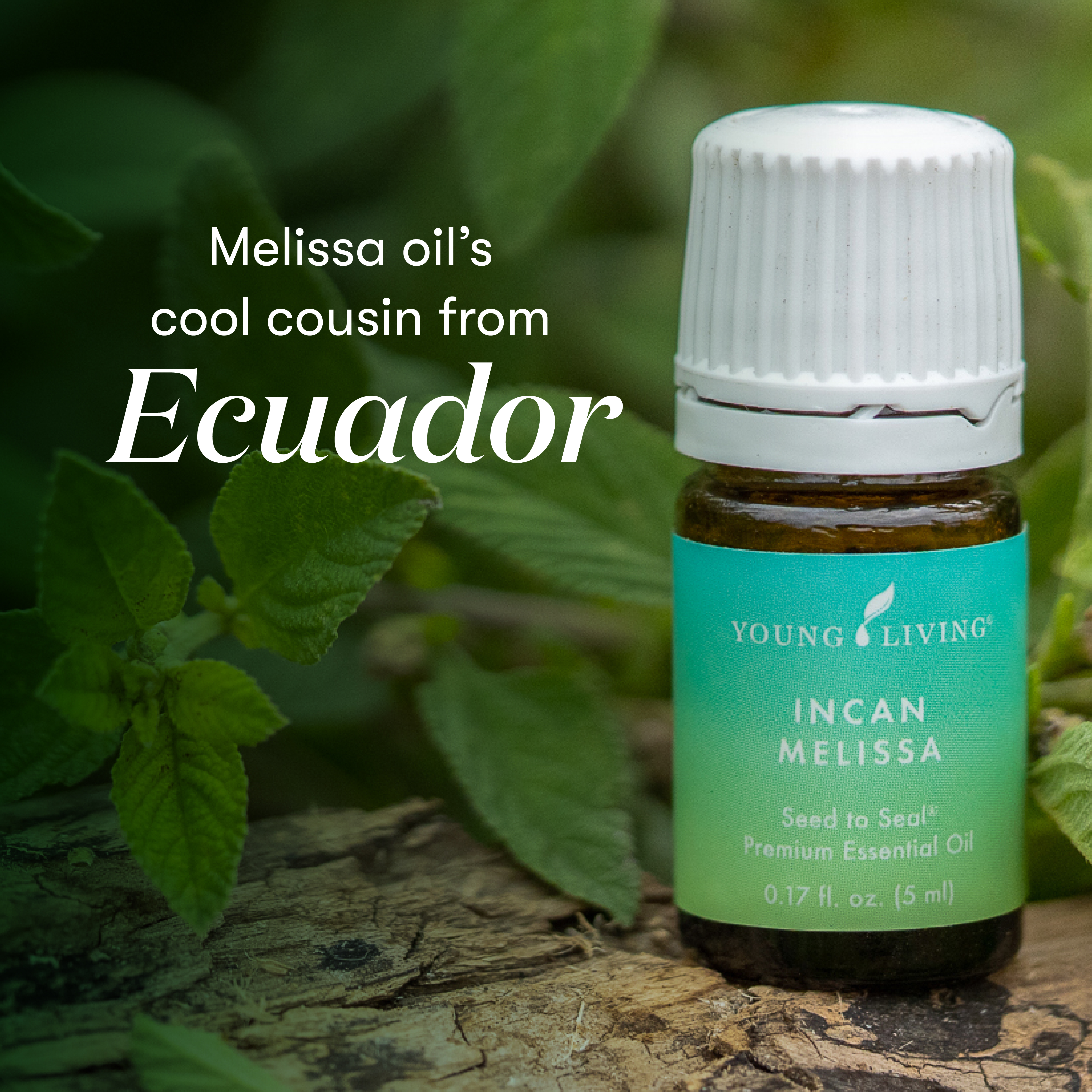 Young Living Melissa エッセンシャルオイル 5mL Incan Melissa essential oil | Young Living Essential Oils