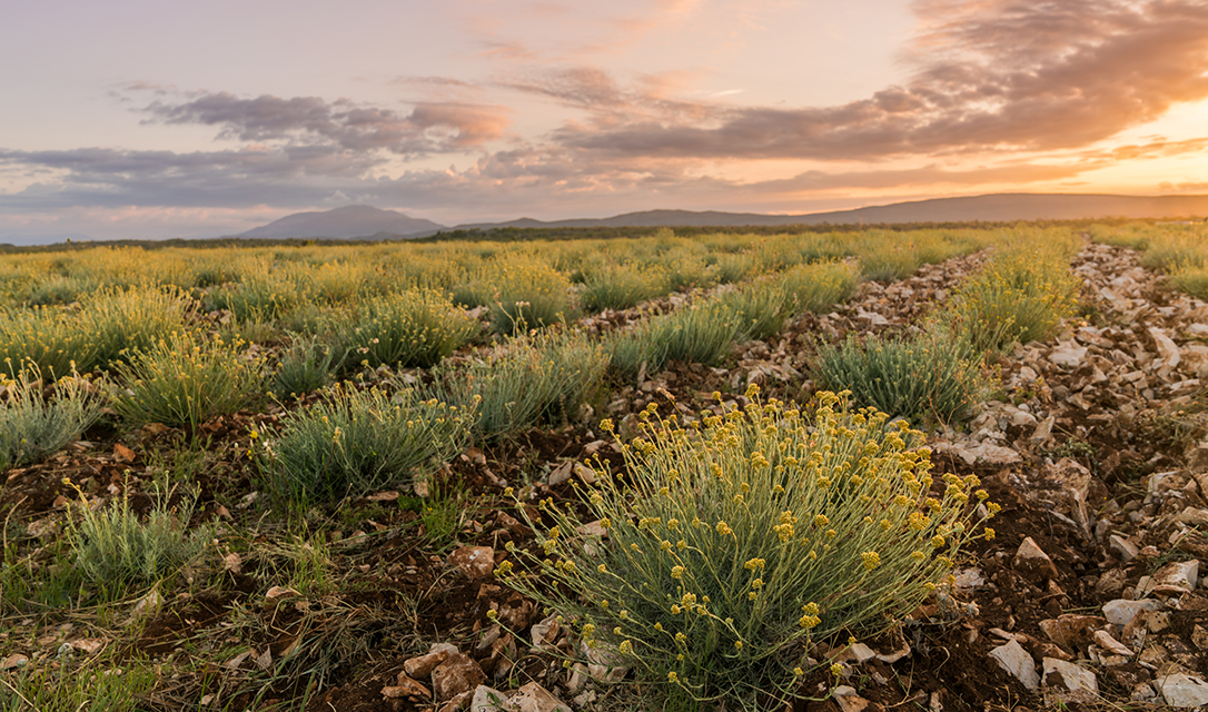 Dalmatia Aromatic Farm—Split, Croatia