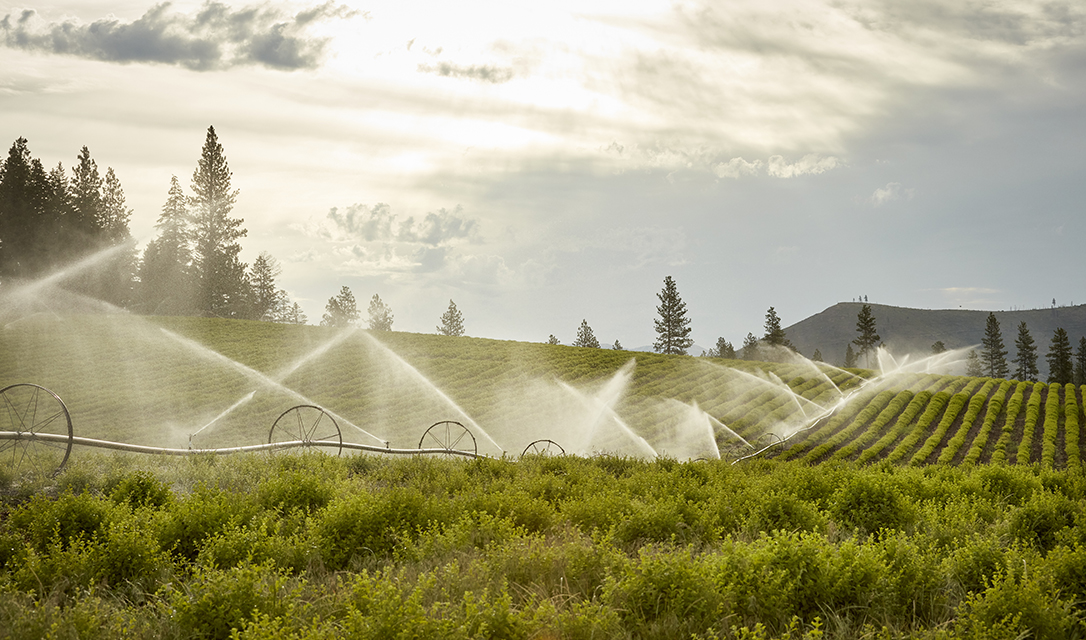 St. Maries Lavender Farm—St. Maries, Idaho, USA