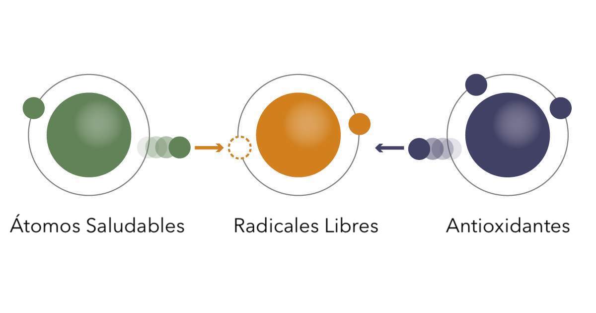 Infográfico de antioxidantes