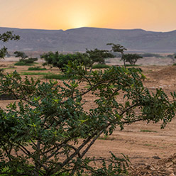 Young Living Farms - Asia