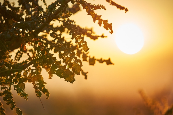 How Are Essential Oils Produced